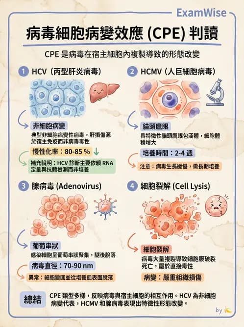 醫檢師 - 黃病毒科與蟲媒病毒 - AI 圖文解析預覽