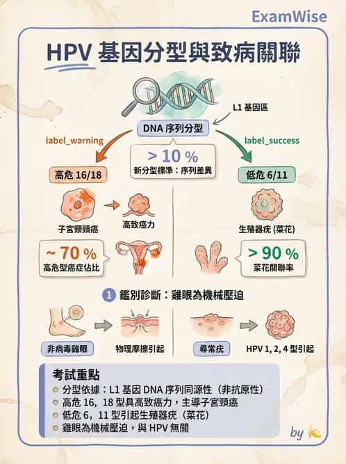 醫檢師 - 人類乳突病毒 - AI 圖文解析預覽
