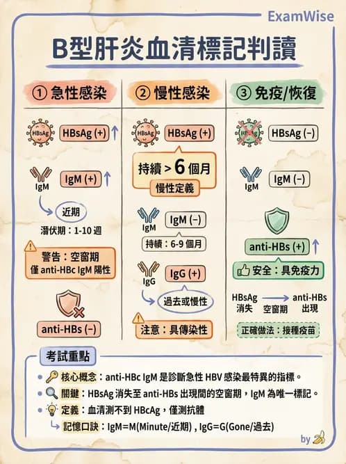 醫檢師 - B型肝炎病毒 - AI 圖文解析預覽