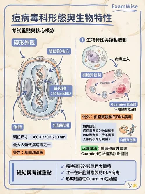 醫檢師 - 腺病毒與痘病毒 - AI 圖文解析預覽