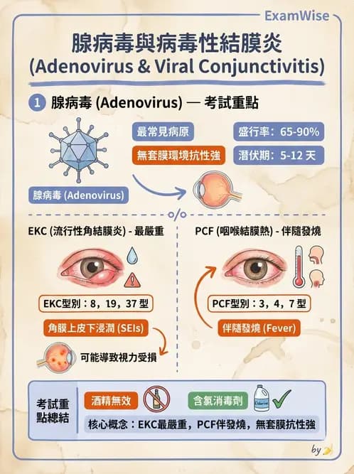 醫檢師 - 腺病毒與痘病毒 - AI 圖文解析預覽