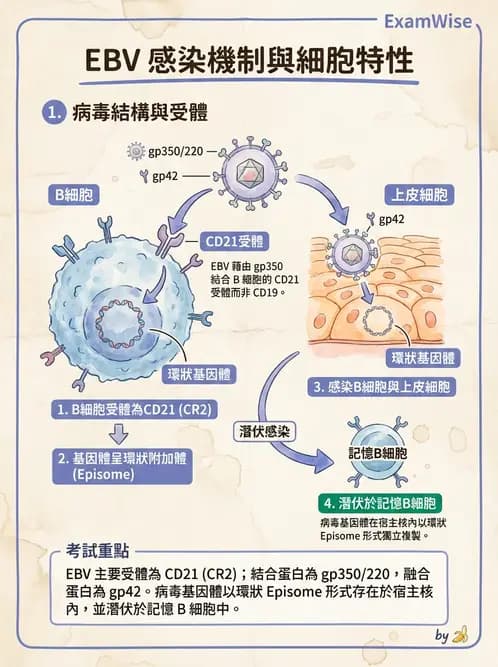 醫檢師 - 疱疹病毒科 - AI 圖文解析預覽