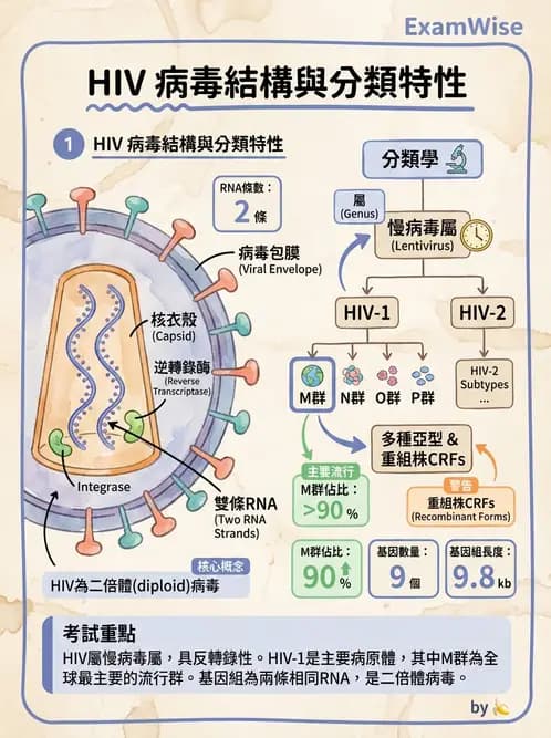 醫檢師 - 反轉錄病毒(HIV/HTLV) - AI 圖文解析預覽
