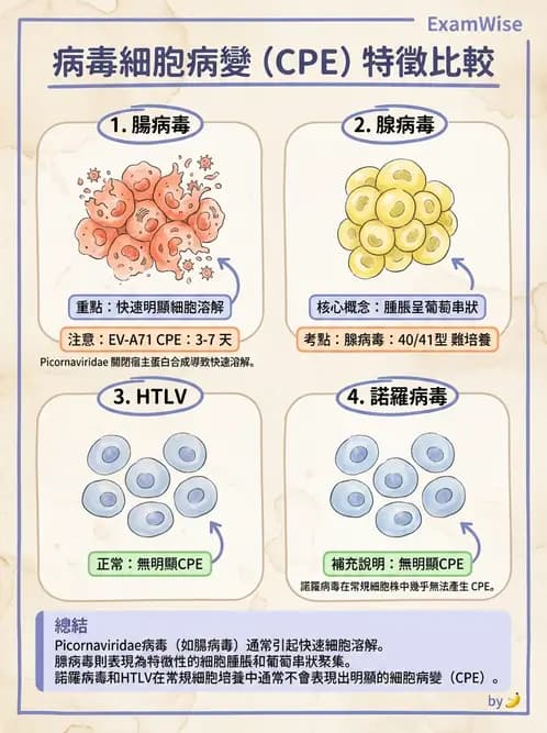 醫檢師 - 病毒檢驗技術 - AI 圖文解析預覽