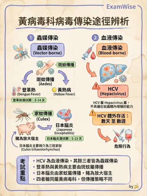 醫檢師 - 黃病毒科與蟲媒病毒 - AI 圖文解析預覽