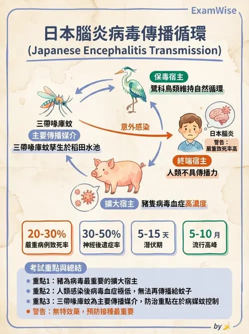 醫檢師 - 黃病毒科與蟲媒病毒 - AI 圖文解析預覽