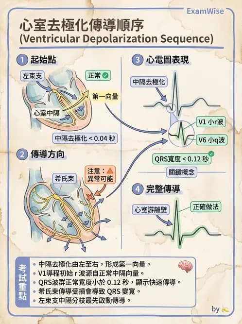 醫檢師 - 心電圖基礎與判讀 - AI 圖文解析預覽