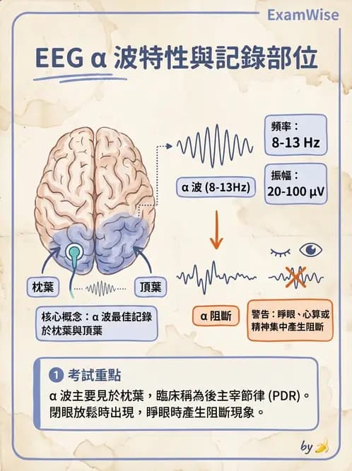 醫檢師 - 腦電圖檢查 - AI 圖文解析預覽
