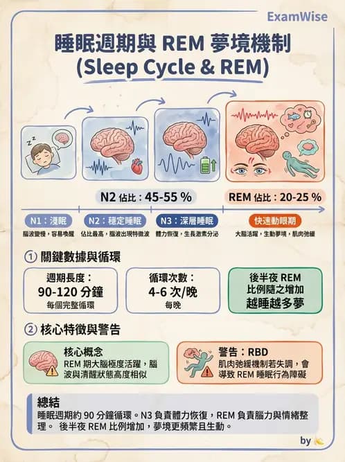 醫檢師 - 神經肌肉與睡眠檢查 - AI 圖文解析預覽