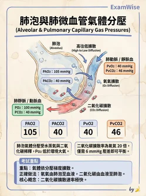 醫檢師 - 肺功能判讀與氣體交換 - AI 圖文解析預覽