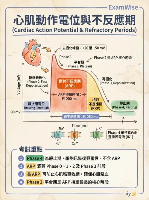 醫檢師 - 心電圖基礎與判讀 - AI 圖文解析預覽