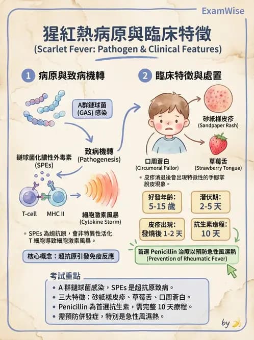 醫檢師 - 感染 - AI 圖文解析預覽