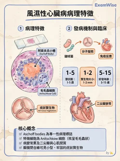 醫檢師 - 心血管疾病 - AI 圖文解析預覽
