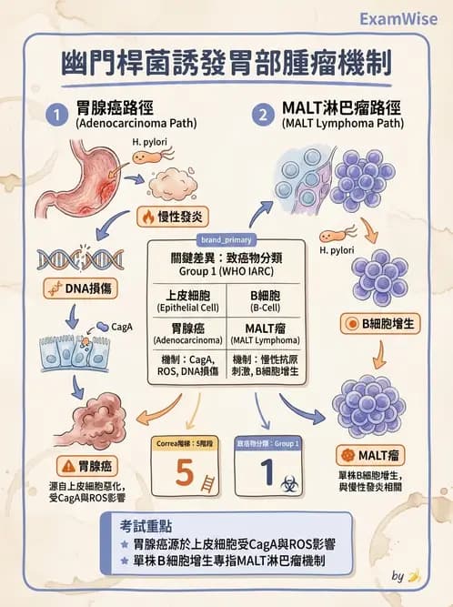 醫檢師 - 消化肝膽疾病 - AI 圖文解析預覽