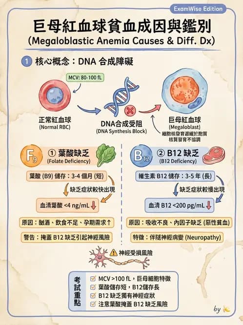 醫檢師 - 造血系統疾病 - AI 圖文解析預覽