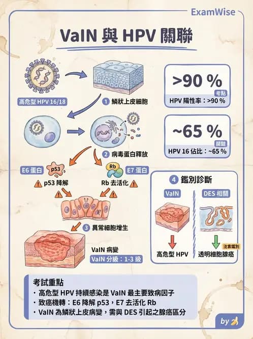 醫檢師 - 乳房及女性生殖疾病 - AI 圖文解析預覽