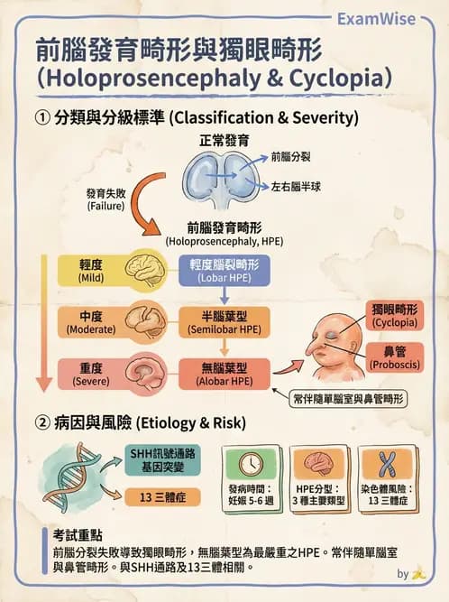 醫檢師 - 遺傳和發育疾病 - AI 圖文解析預覽