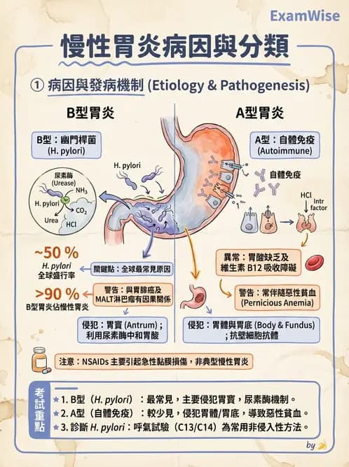 醫檢師 - 消化肝膽疾病 - AI 圖文解析預覽