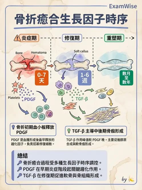 醫檢師 - 骨骼及軟組織疾病 - AI 圖文解析預覽