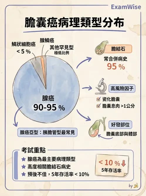 醫檢師 - 消化肝膽疾病 - AI 圖文解析預覽