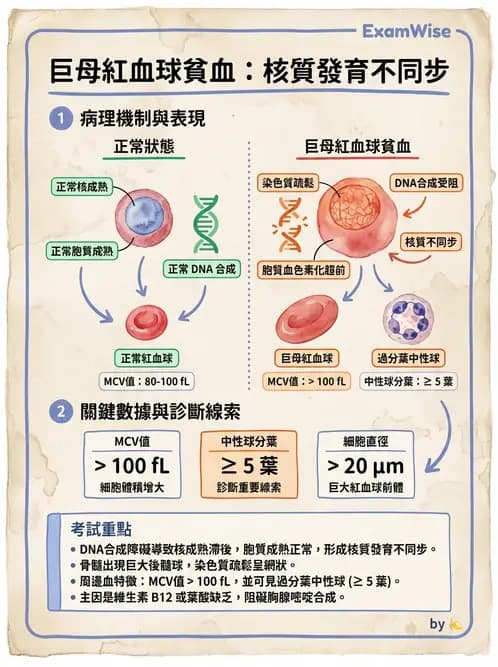 醫檢師 - 貧血診斷與營養缺乏性貧血 - AI 圖文解析預覽