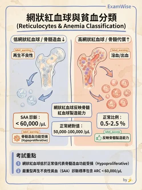 醫檢師 - 貧血診斷與營養缺乏性貧血 - AI 圖文解析預覽