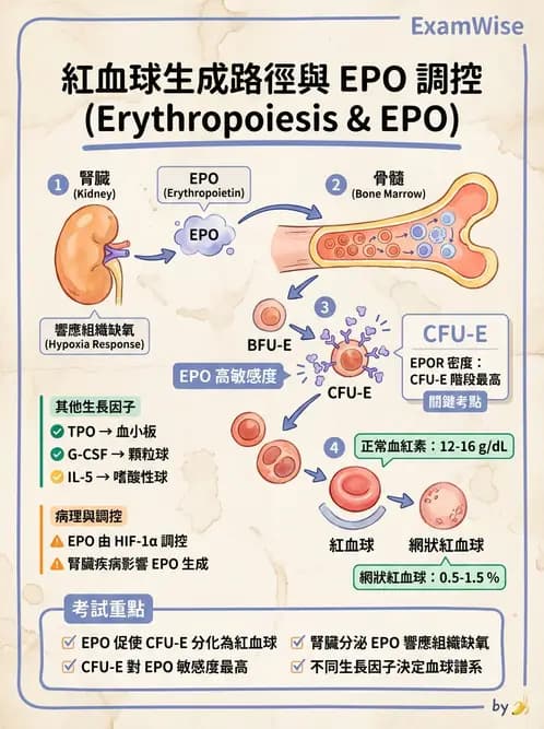 醫檢師 - 紅血球生理與形態 - AI 圖文解析預覽
