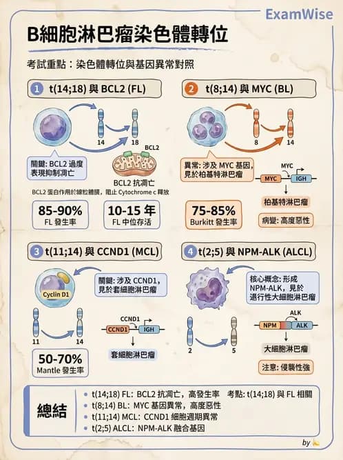 醫檢師 - 淋巴瘤、漿細胞疾病與白血球異常 - AI 圖文解析預覽