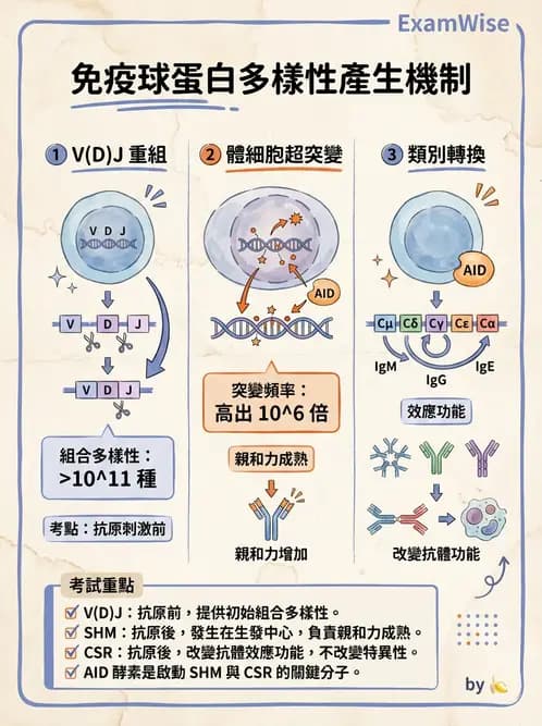 醫檢師 - 淋巴瘤、漿細胞疾病與白血球異常 - AI 圖文解析預覽