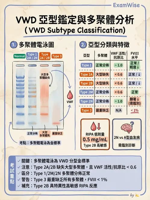 醫檢師 - 出血性疾病與檢驗 - AI 圖文解析預覽