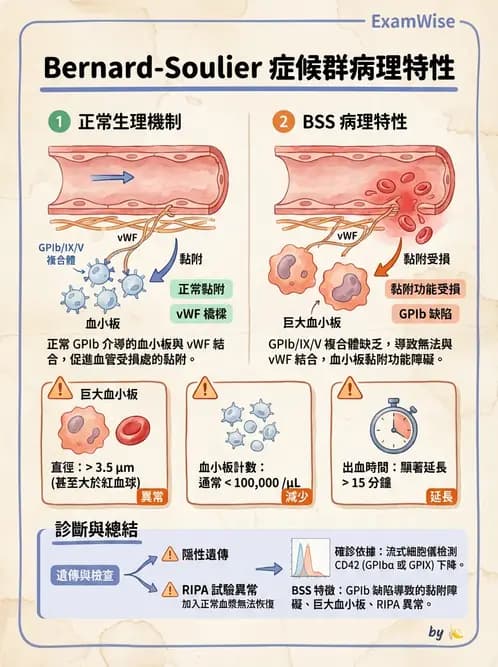 醫檢師 - 出血性疾病與檢驗 - AI 圖文解析預覽