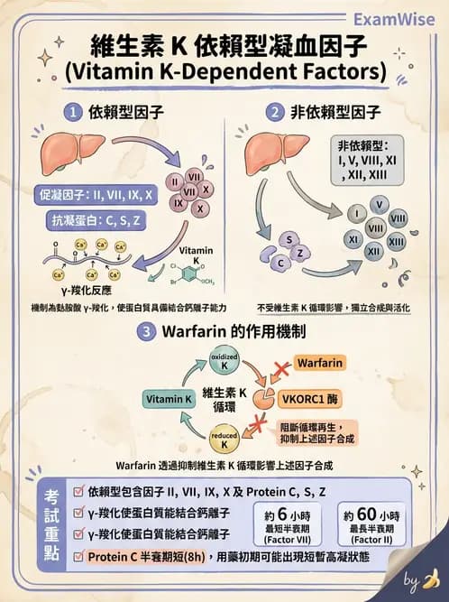 醫檢師 - 凝血因子與凝血檢驗 - AI 圖文解析預覽