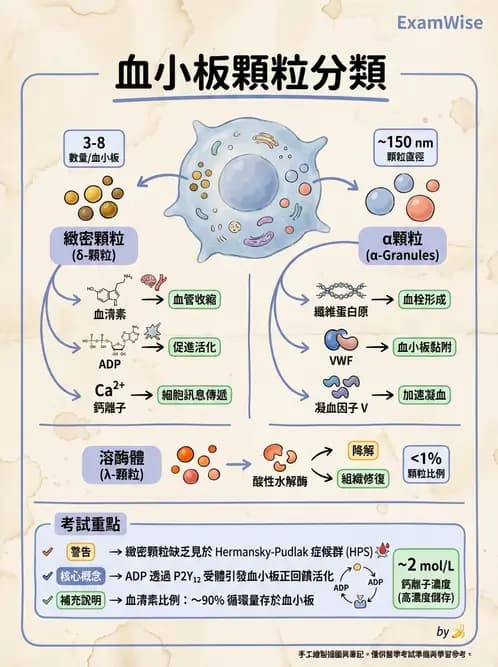 醫檢師 - 血小板與止血生理 - AI 圖文解析預覽