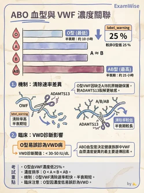 醫檢師 - 血小板與止血生理 - AI 圖文解析預覽