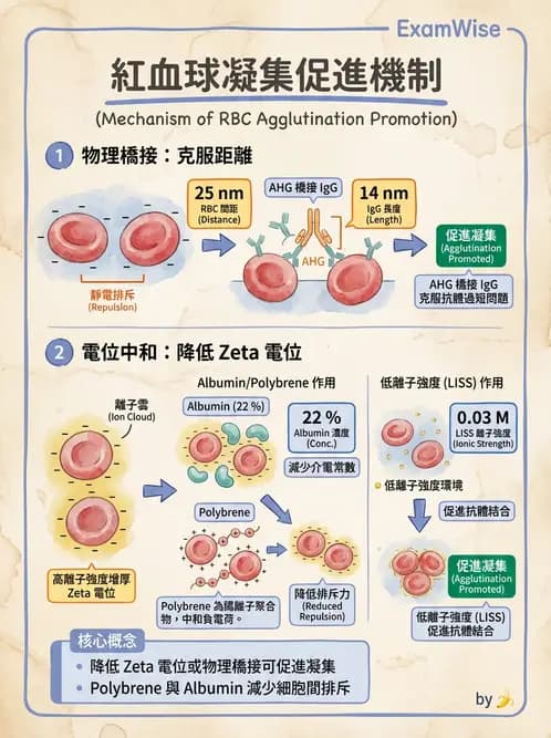醫檢師 - 血液成分製備與輸血檢查 - AI 圖文解析預覽
