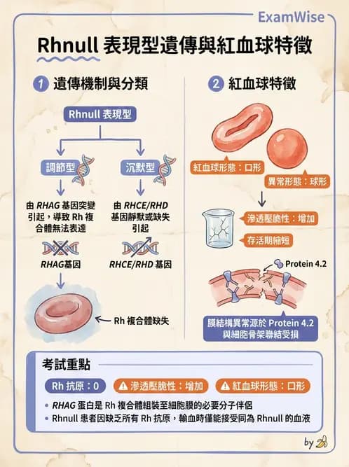 醫檢師 - 紅血球抗原與血型系統 - AI 圖文解析預覽