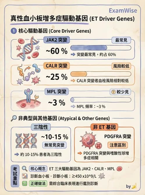 醫檢師 - 慢性血液腫瘤與骨髓增生疾患 - AI 圖文解析預覽