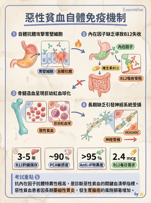 醫檢師 - 貧血診斷與營養缺乏性貧血 - AI 圖文解析預覽