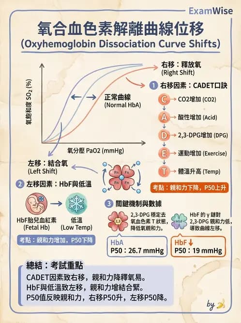 醫檢師 - 紅血球生理與形態 - AI 圖文解析預覽