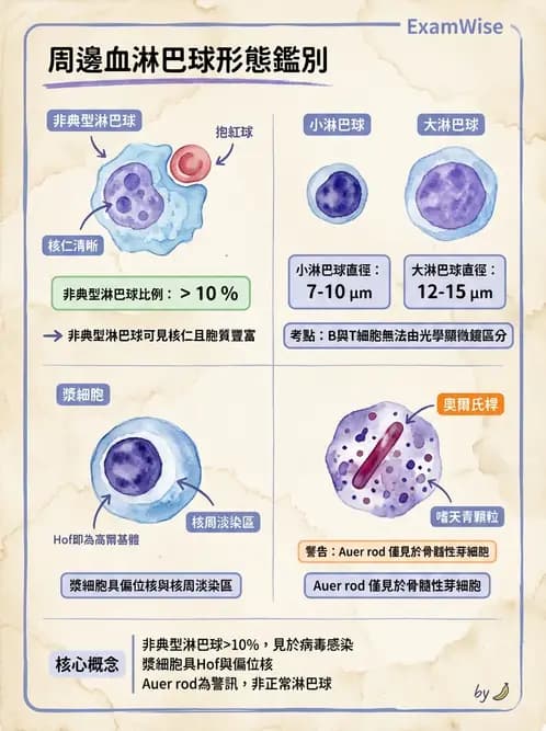 醫檢師 - 白血球生理與形態 - AI 圖文解析預覽