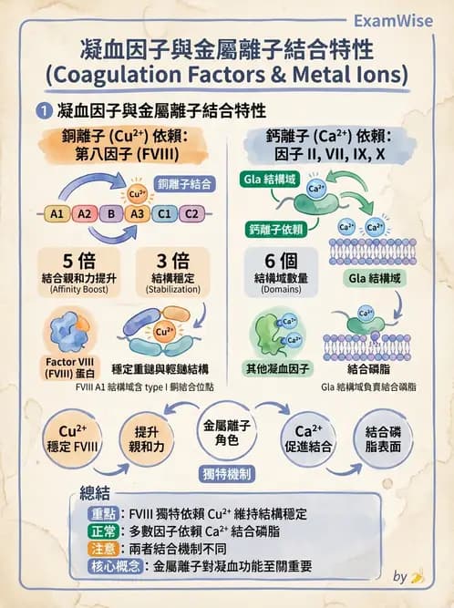 醫檢師 - 凝血因子與凝血檢驗 - AI 圖文解析預覽
