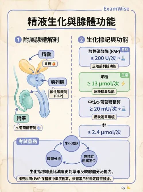 醫檢師 - 精液檢查 - AI 圖文解析預覽