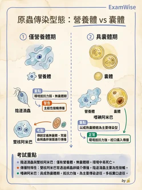 醫檢師 - 寄生蟲檢查-原蟲類 - AI 圖文解析預覽