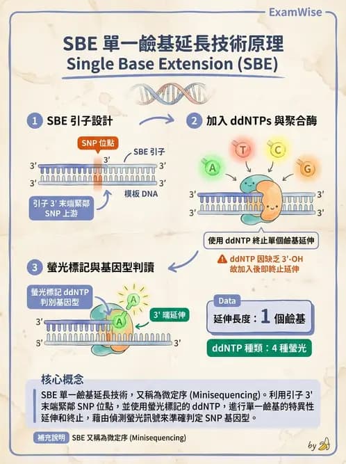 醫檢師 - 定序電泳與表觀分析 - AI 圖文解析預覽