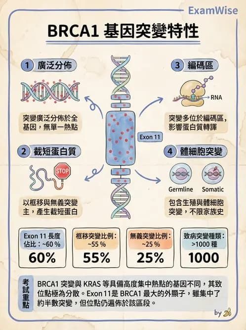 醫檢師 - 腫瘤疾病基因檢測 - AI 圖文解析預覽
