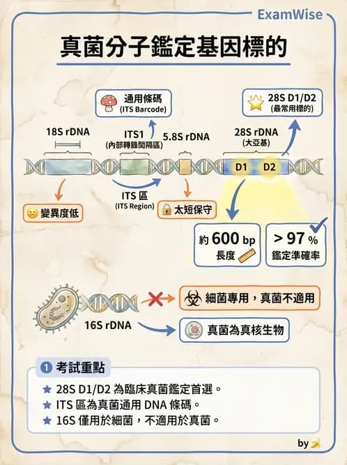 醫檢師 - 感染症分子檢驗 - AI 圖文解析預覽