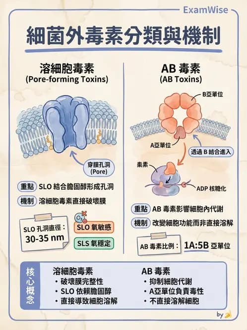 醫檢師 - 鏈球菌與其他革蘭氏陽性桿菌 - AI 圖文解析預覽