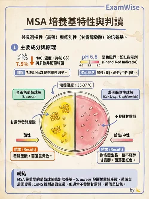 醫檢師 - 葡萄球菌與腸球菌 - AI 圖文解析預覽