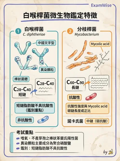 醫檢師 - 鏈球菌與其他革蘭氏陽性桿菌 - AI 圖文解析預覽