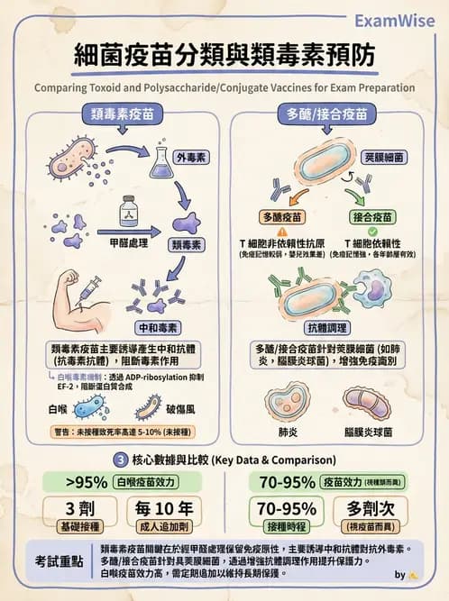 醫檢師 - 鏈球菌與其他革蘭氏陽性桿菌 - AI 圖文解析預覽